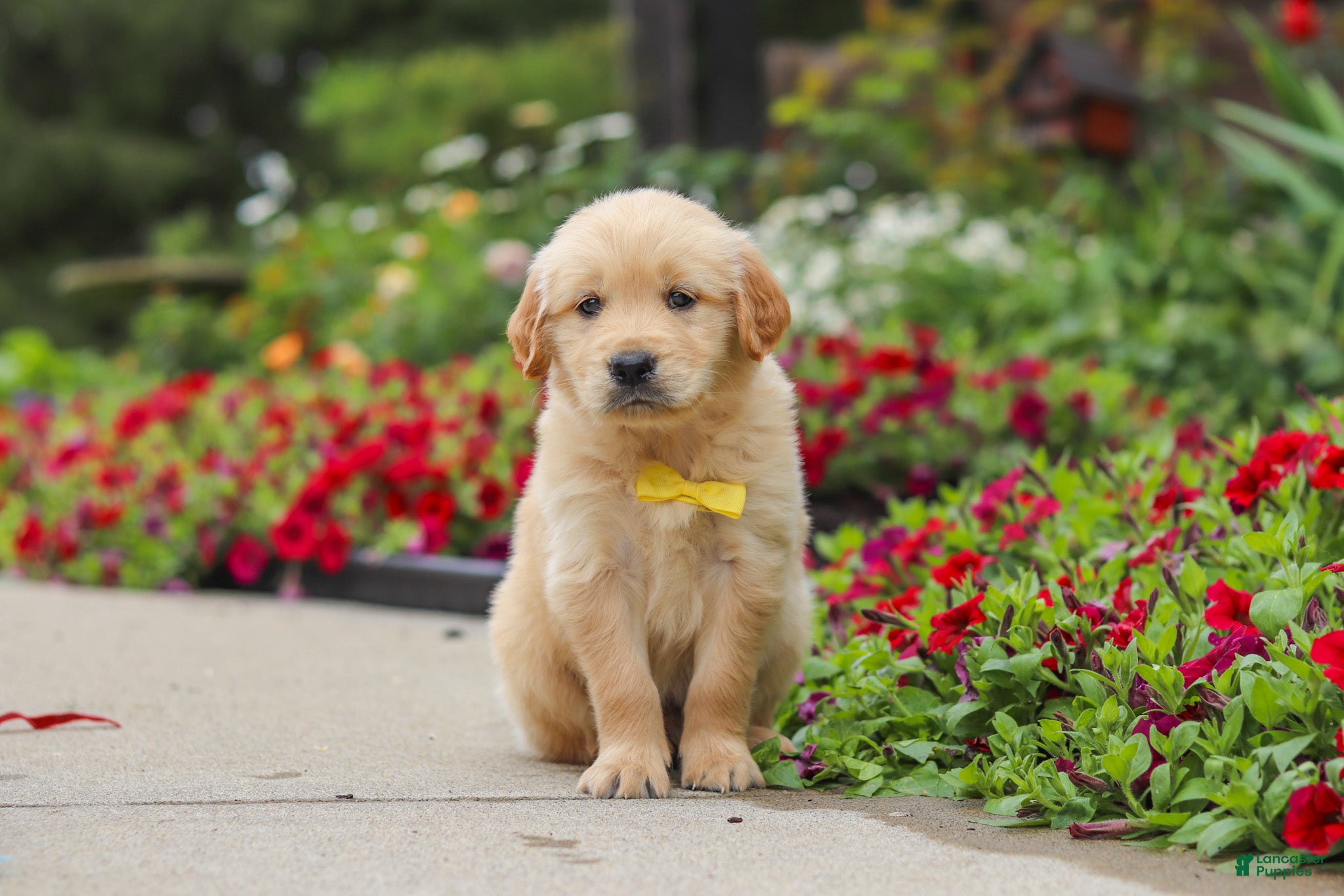 Golden Retriever dogs Benny - Ad 2