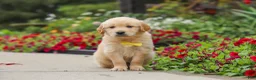 Golden Retriever dogs for sale: Benny - Ad 2