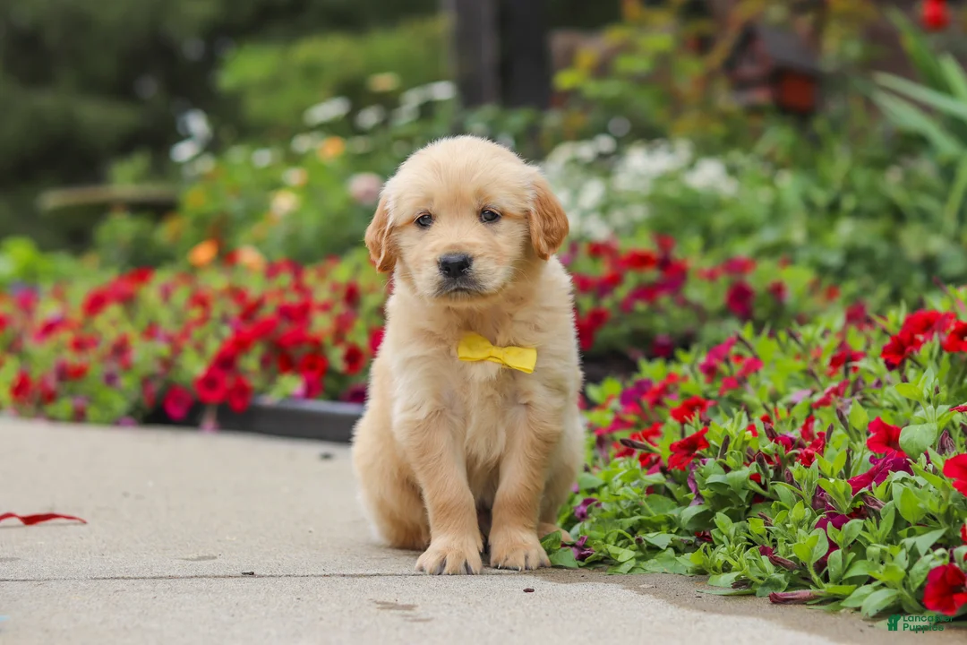 Golden Retriever dogs for sale: Benny - Ad 2