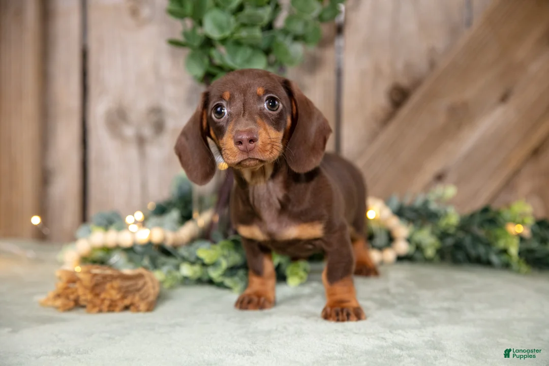 Miniature Dachshund dogs for sale: Aster - Ad 1