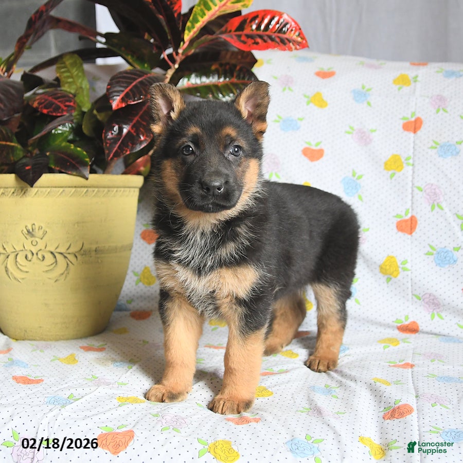 German Shepherd dogs Winnie - Ad 1