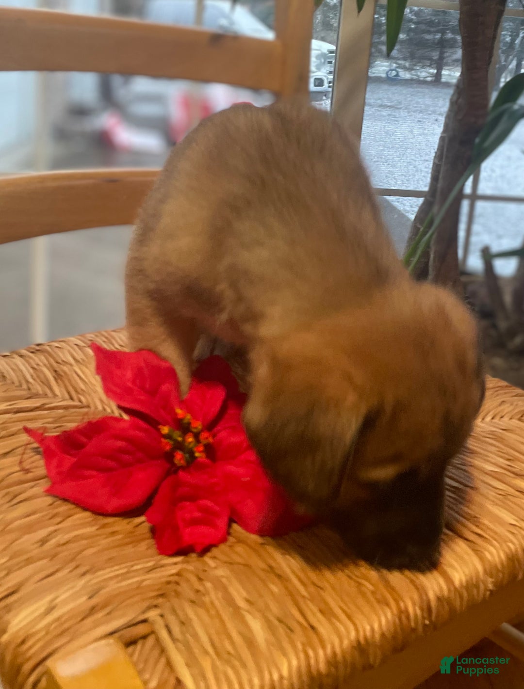 Mixed Breed dogs for sale: Dancer: one of Santa’s Rein-puppies - Ad 7