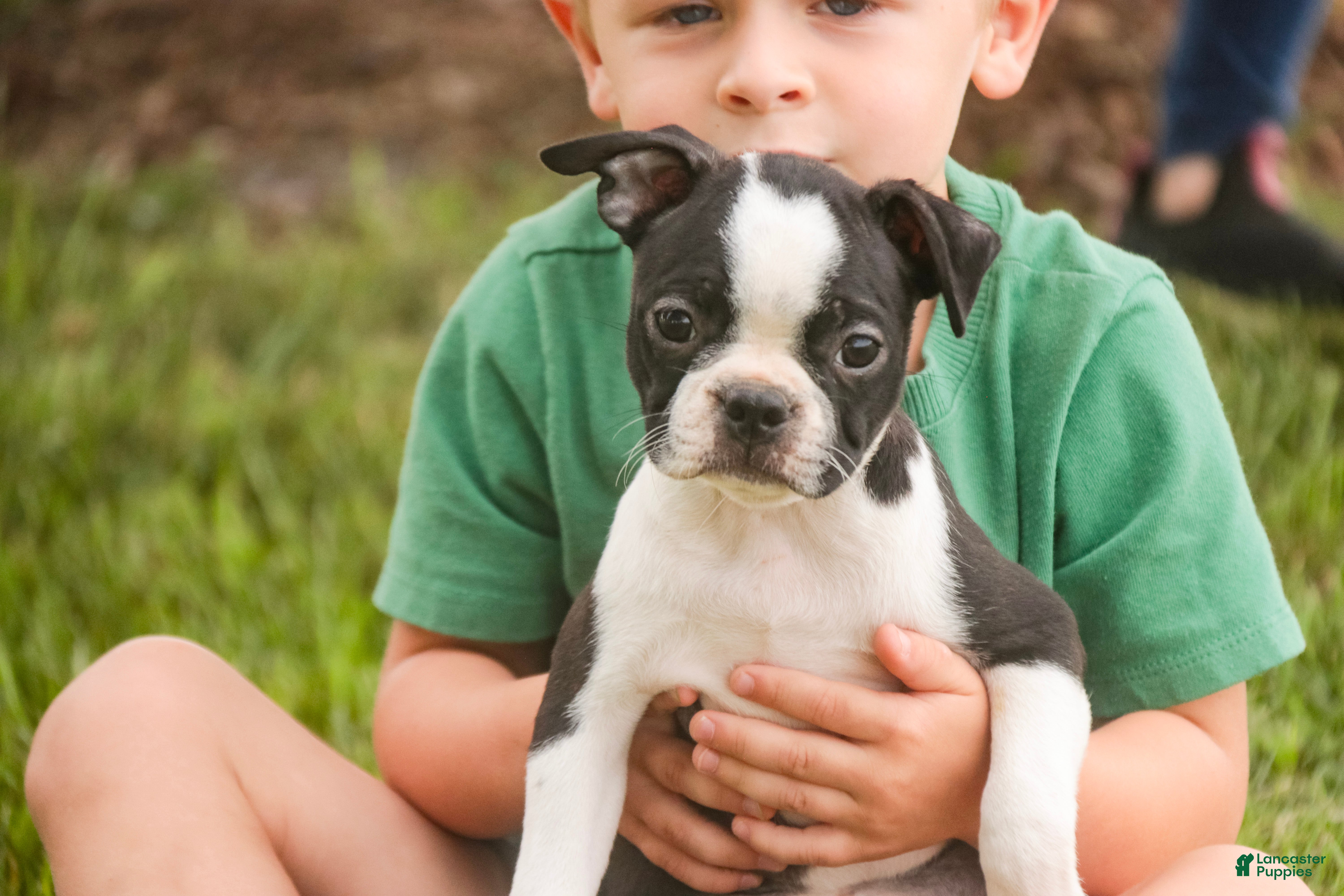 Boston Terrier dogs Blossom Boston Terrier  - Ad 1