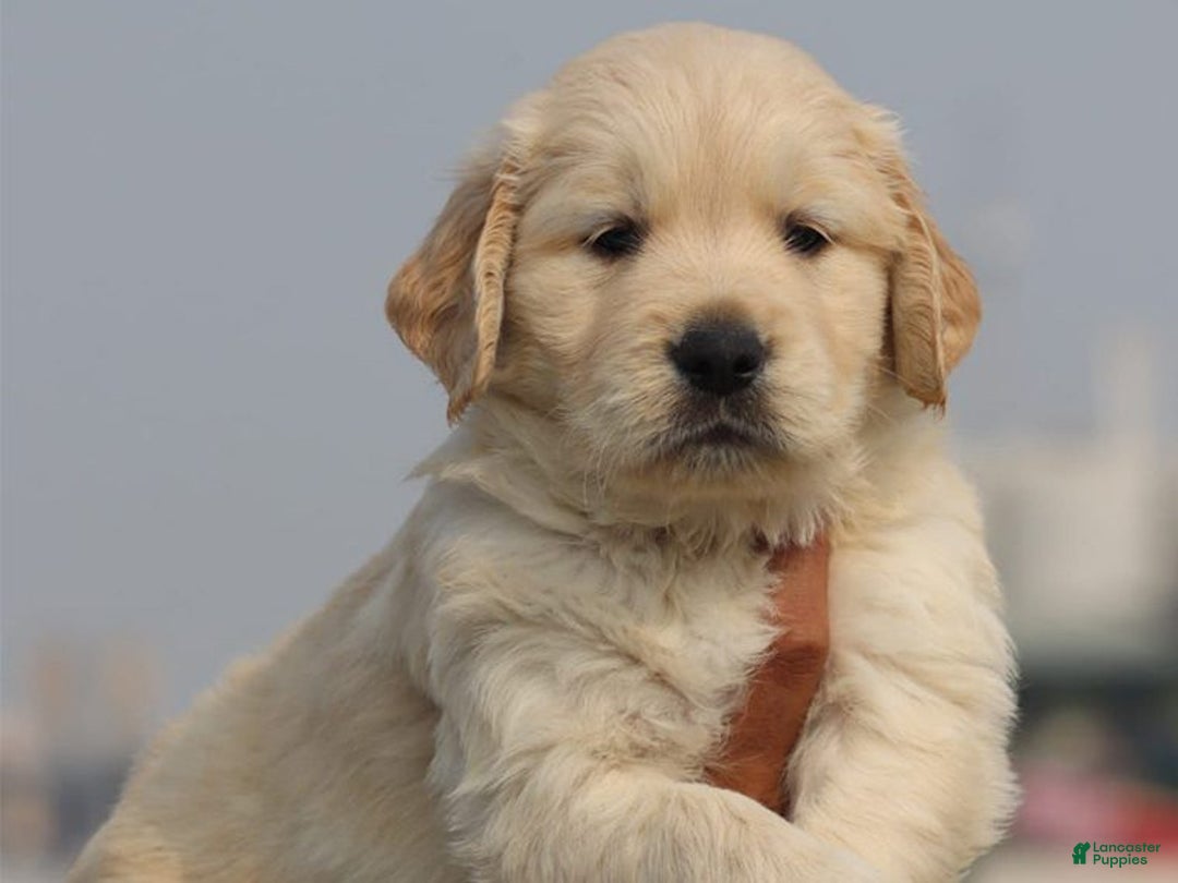 Golden Retriever dogs for sale: Christmas Purple Male-  - Ad 3