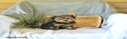 Yorkshire Terrier dogs for sale: Sport - Ad 3