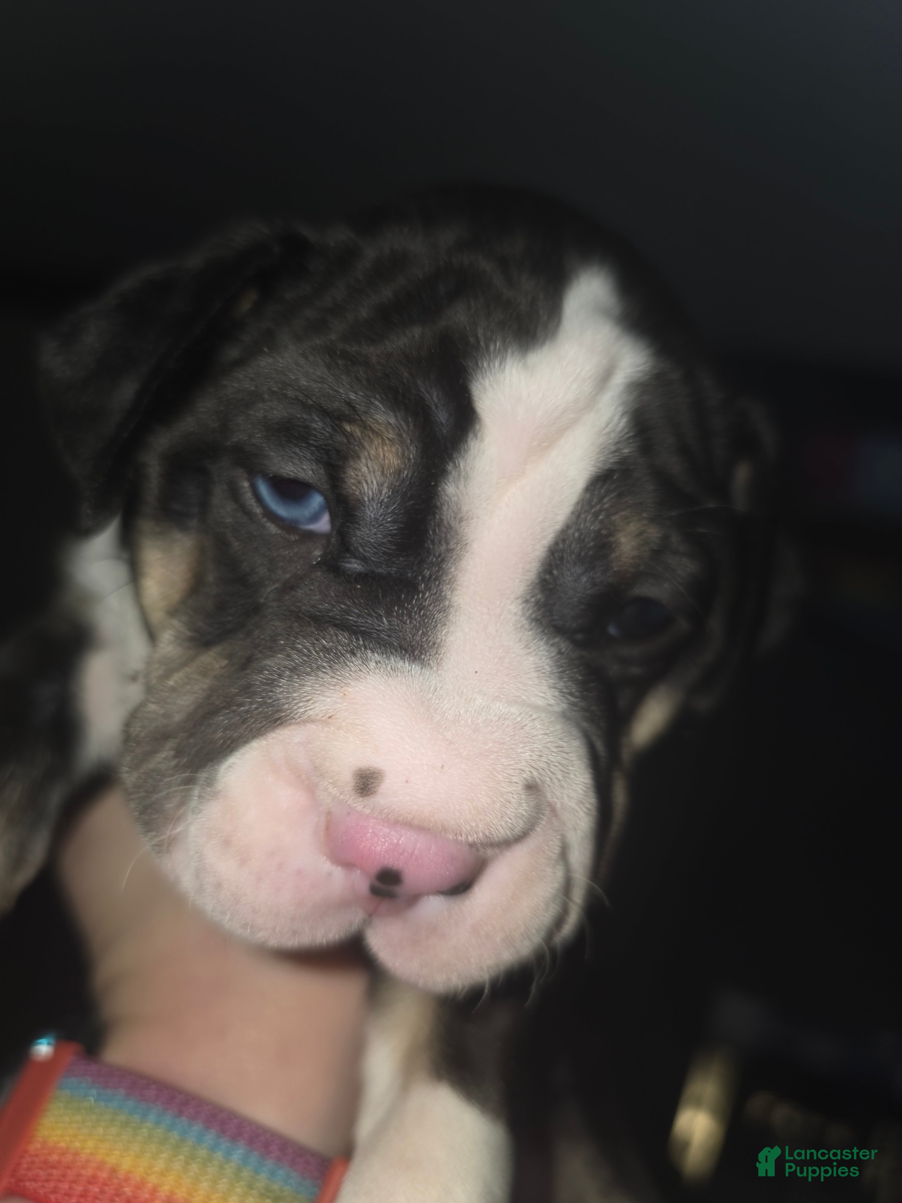 Mixed Breed dogs Orange *Updated 2/26 - Ad 13