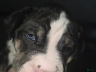 Mixed Breed dogs Orange *Updated 2/26 - Ad 13