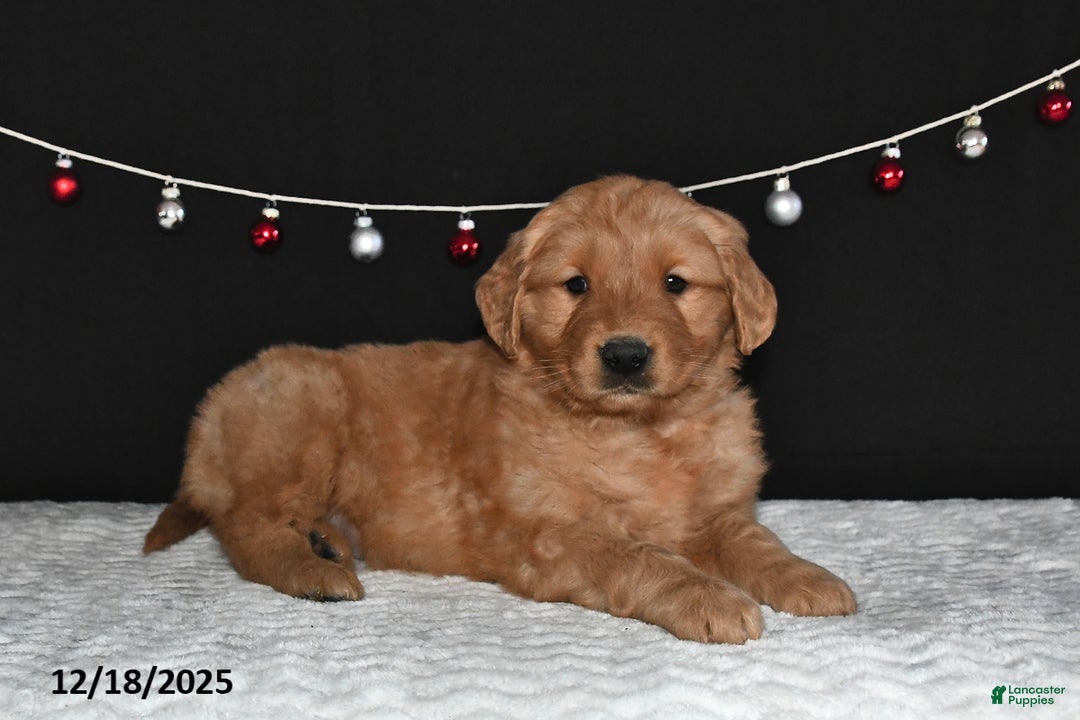 Golden Retriever dogs for sale: Abby - Ad 3