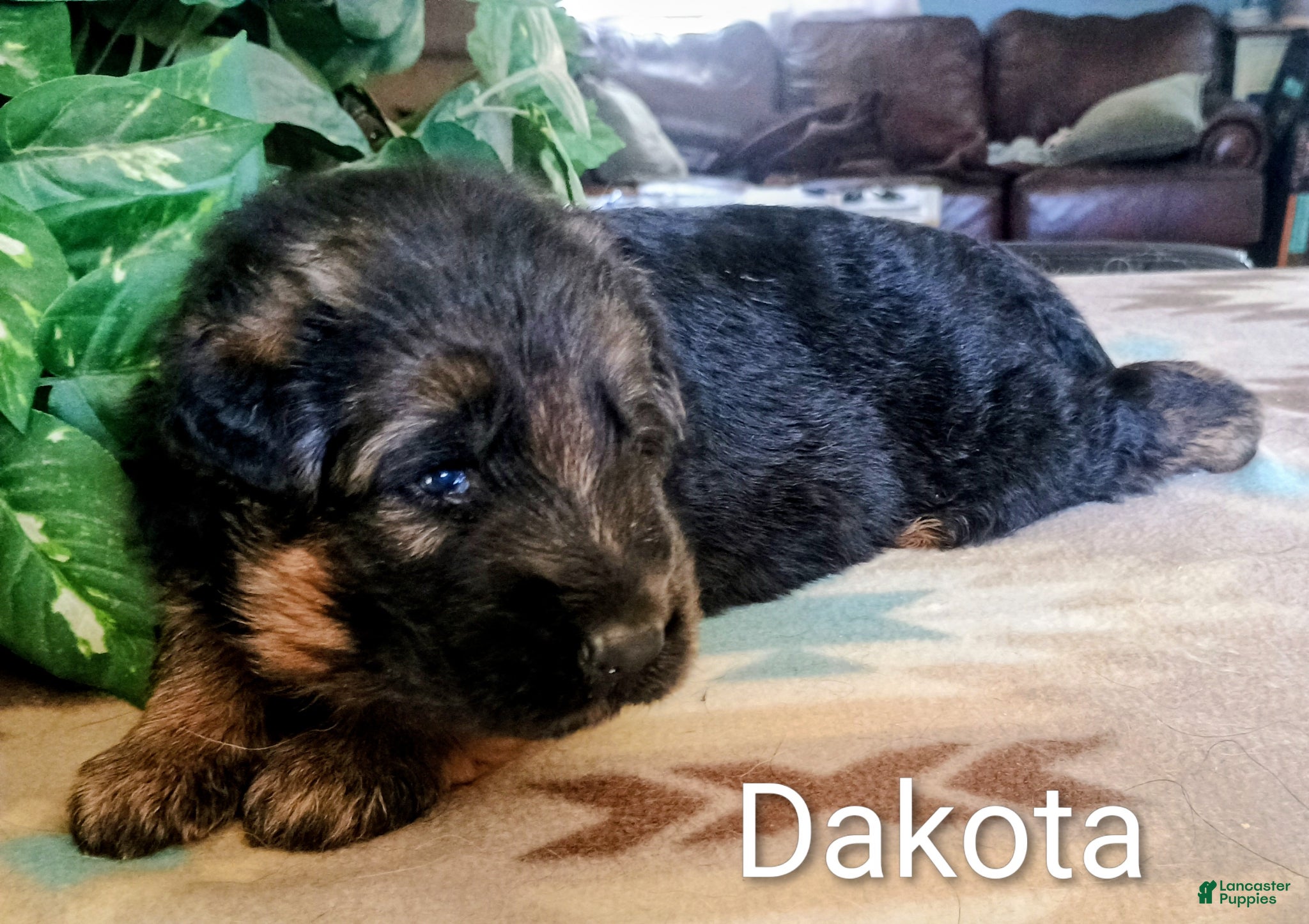 German Shepherd dogs German Shepherd Puppy 2 - Ad 30