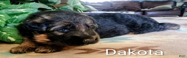 German Shepherd Puppy 2