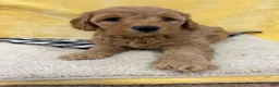 Mini Goldendoodle dogs for sale: Mia - Ad 6