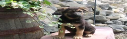 German Shepherd dogs for sale: Diesel  - Ad 2