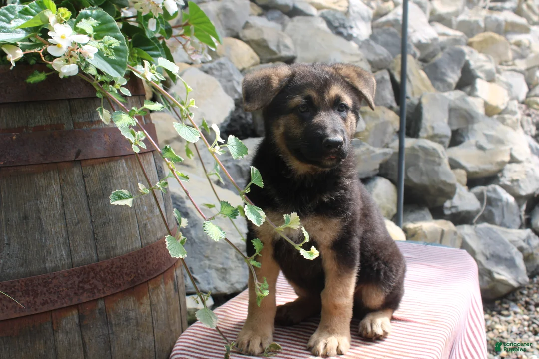 German Shepherd dogs for sale: Diesel  - Ad 2