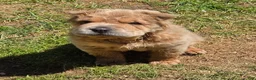 Shar Pei dogs for sale: Roman - Ad 15