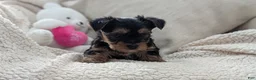 Yorkshire Terrier dogs for sale: Apollo - Ad 9