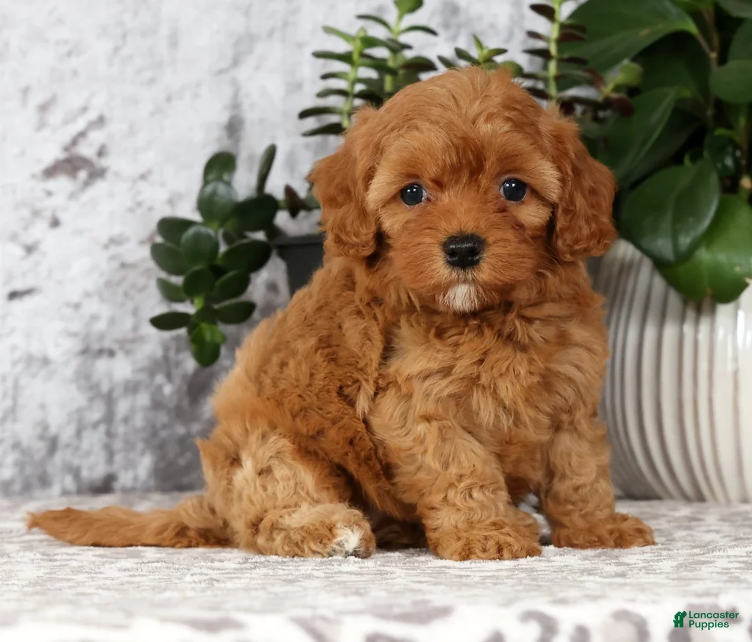 Cavapoo dogs for sale: Callie - Ad 1