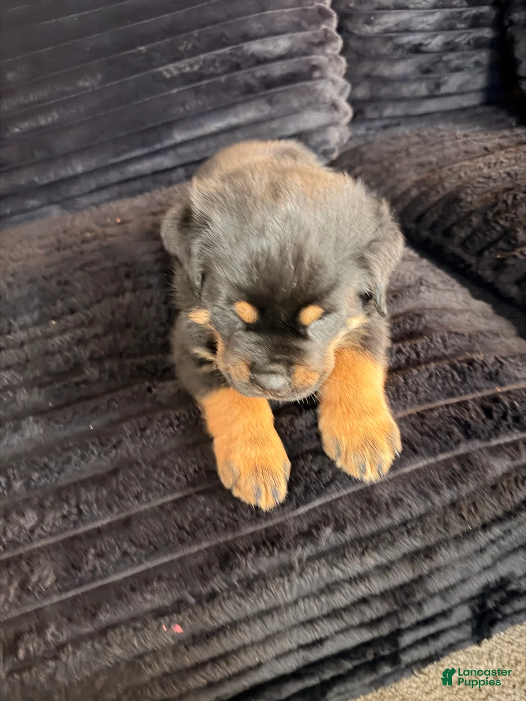 Rottweiler dogs for sale: Rottweiler Puppy 2 - Ad 1