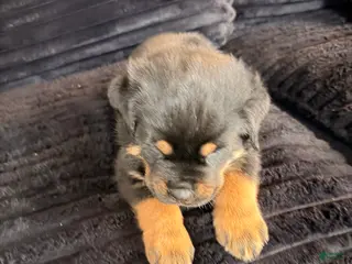 Rottweiler dogs Rottweiler Puppy 2 - Ad 5