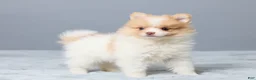 Pomeranian dogs for sale: Tammy - Ad 4