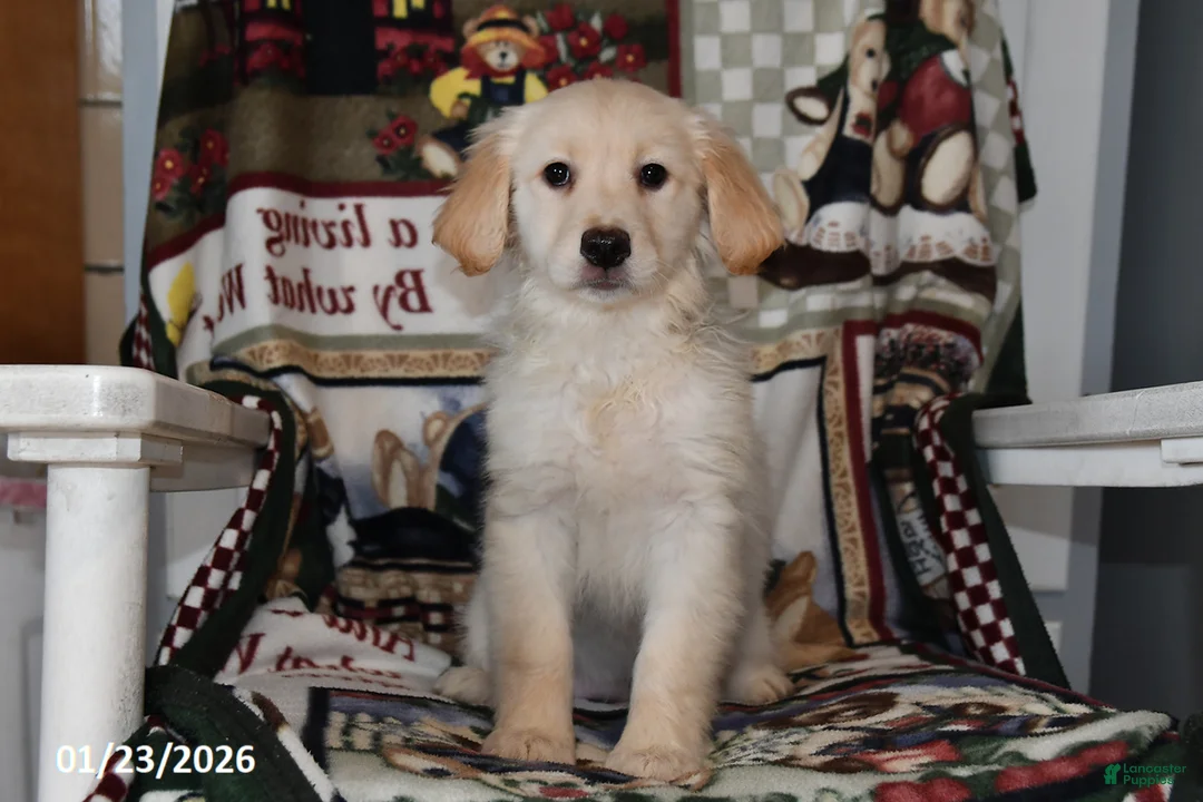 Mixed Breed dogs for sale: Annie - Ad 4