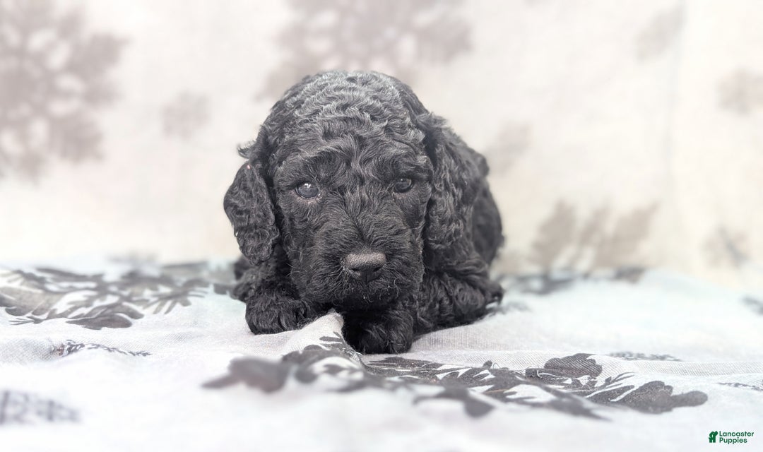 Cockapoo dogs for sale: Foggy - Ad 26
