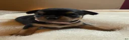 Chihuahua dogs for sale: Chihuahua 3 - Ad 5
