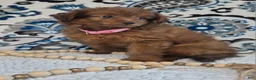 Pomapoo dogs for sale: Sophie - Ad 3