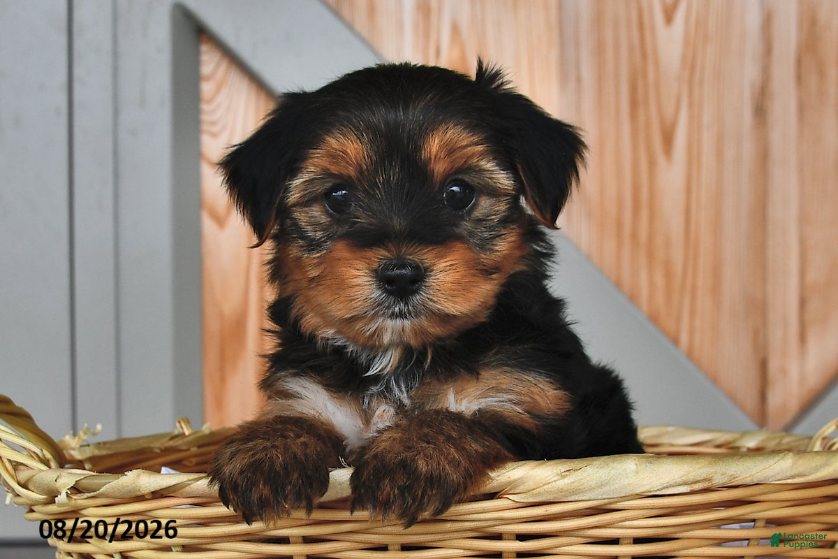 Mixed Breed dogs Arlen - Ad 1