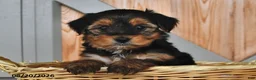 Mixed Breed dogs for sale: Arlen - Ad 1