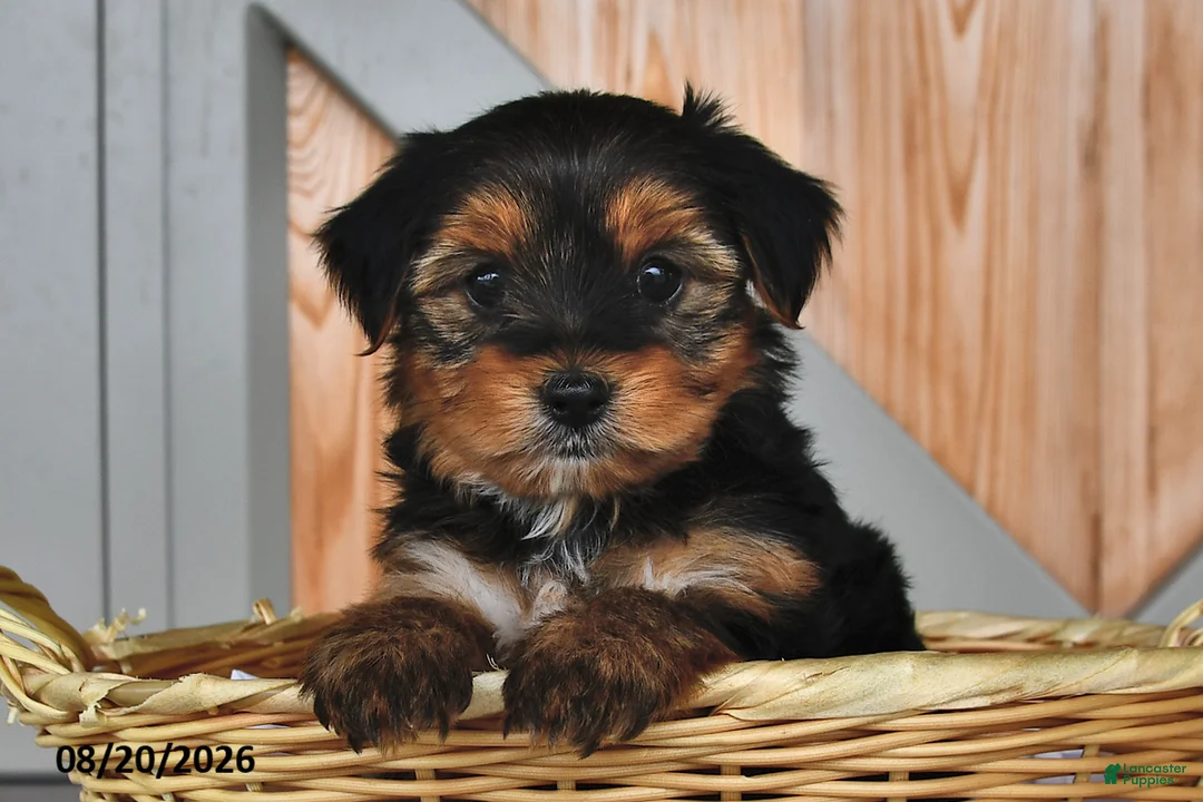 Mixed Breed dogs for sale: Arlen - Ad 1