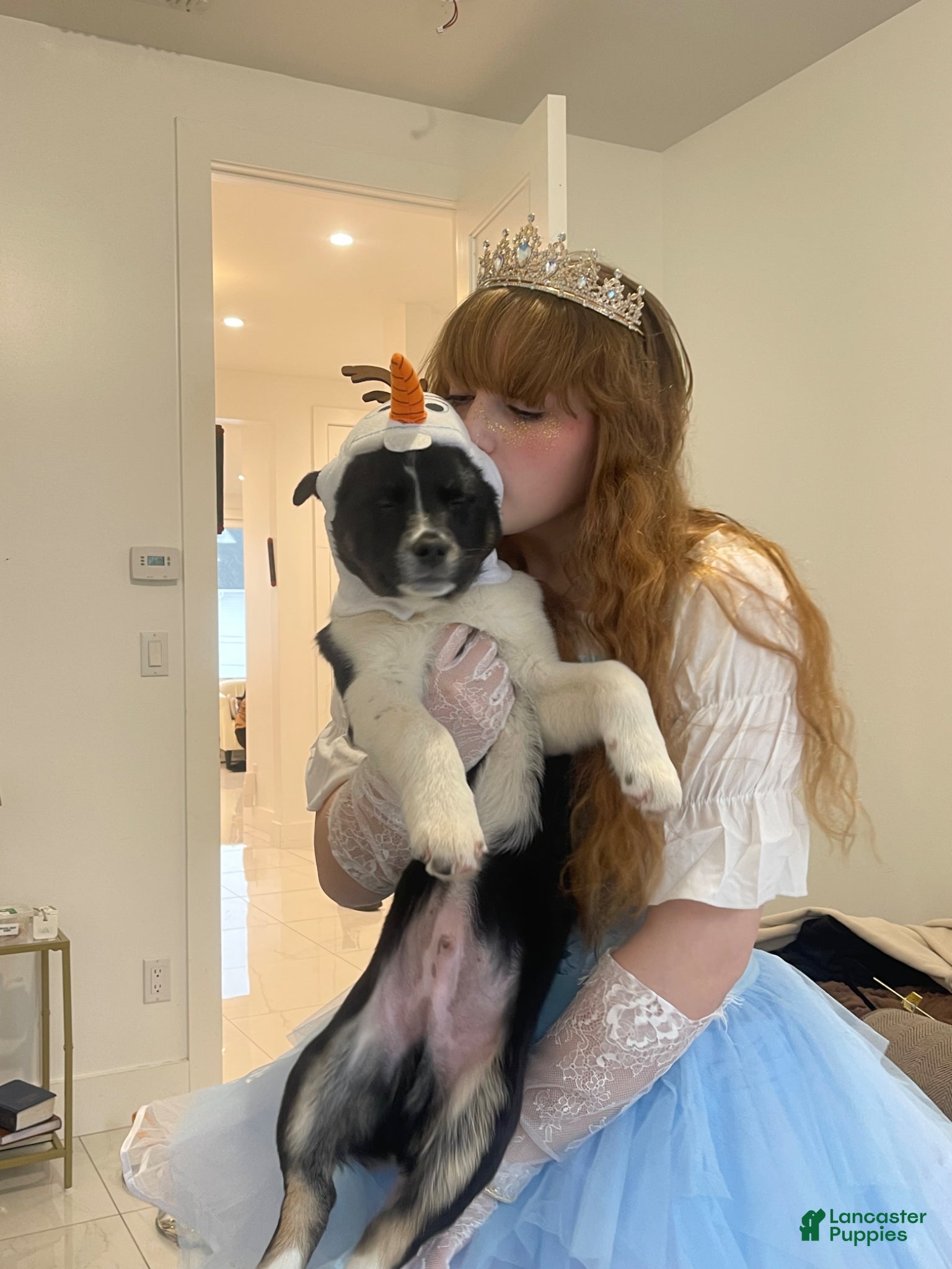 Mixed Breed dogs Mixed Breed Puppy 1 - Ad 10