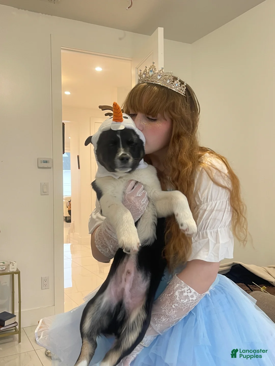 Mixed Breed dogs for sale: Mixed Breed Puppy 1 - Ad 1