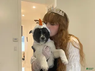 Mixed Breed dogs Mixed Breed Puppy 1 - Ad 10