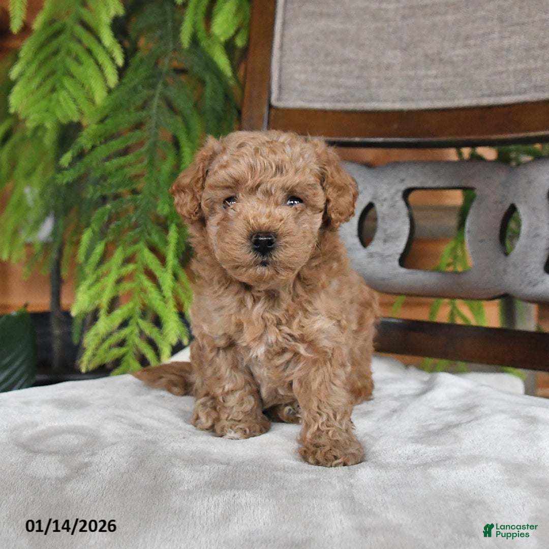 Maltipoo dogs for sale: Jinger - Ad 2