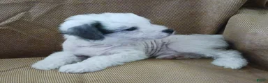Ziggy