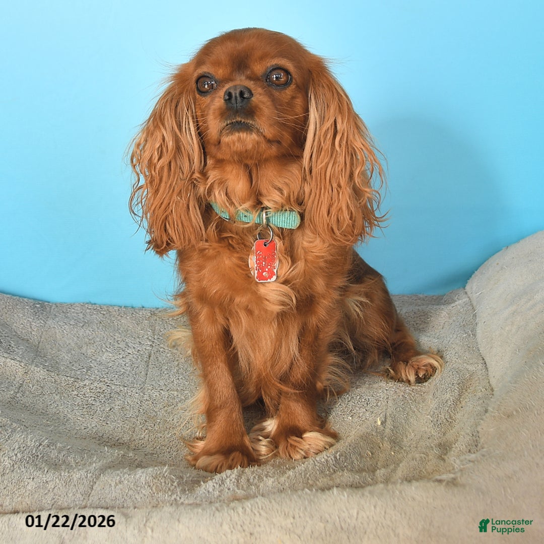 Cavalier King Charles Spaniel dogs for sale: Nicholes - Ad 6