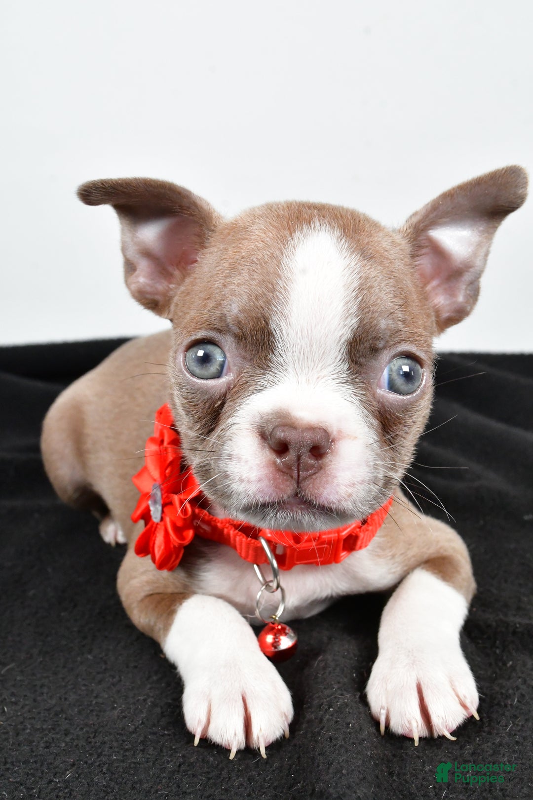 Boston Terrier dogs for sale: Yalena - Ad 9
