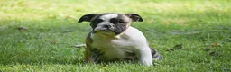 Olde English Bulldogge dogs for sale: Aurora - Ad 5