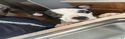 American Bully dogs for sale: Snickers  - Ad 5