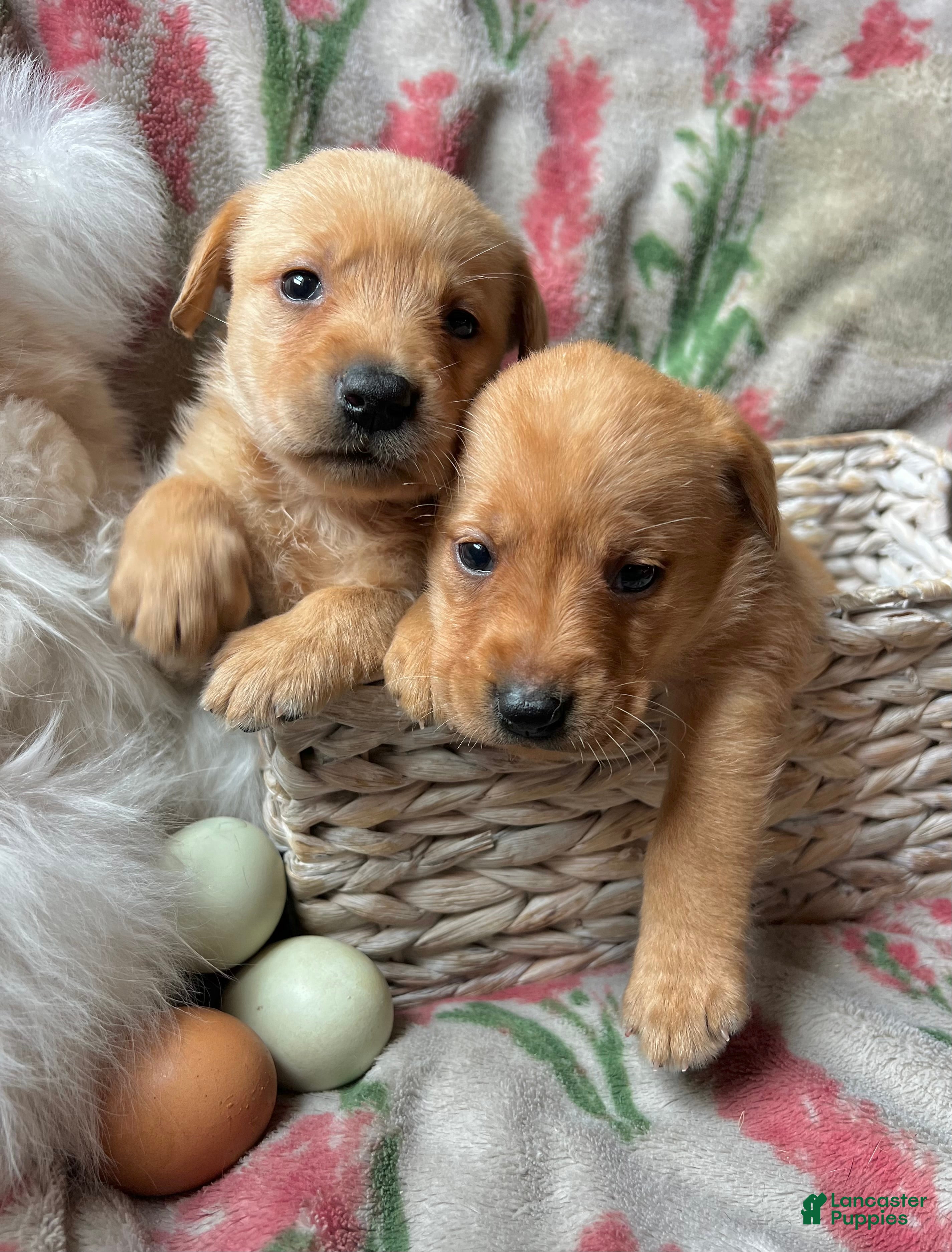 Labrador Retriever dogs Rose - Ad 13