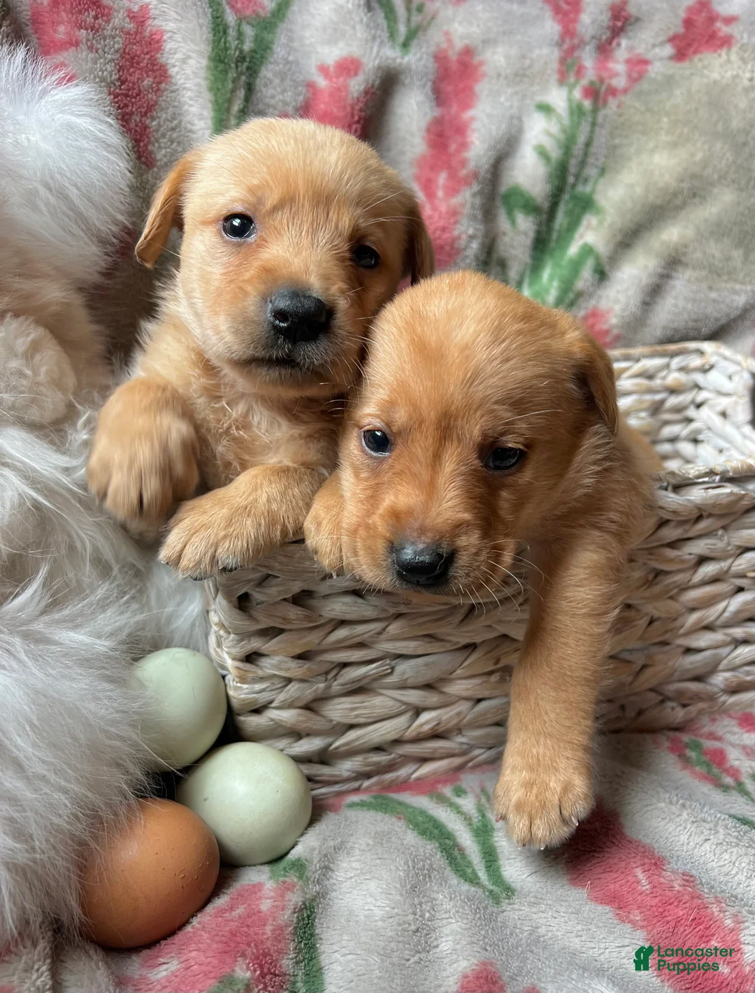 Labrador Retriever dogs for sale: Rose - Ad 1