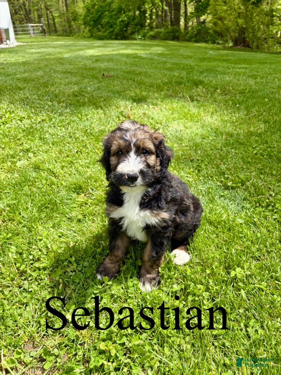 Bernedoodle dogs Sebastian- Standard F1 - Ad 28