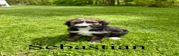 Bernedoodle dogs for sale: Sebastian- Standard F1 - Ad 1