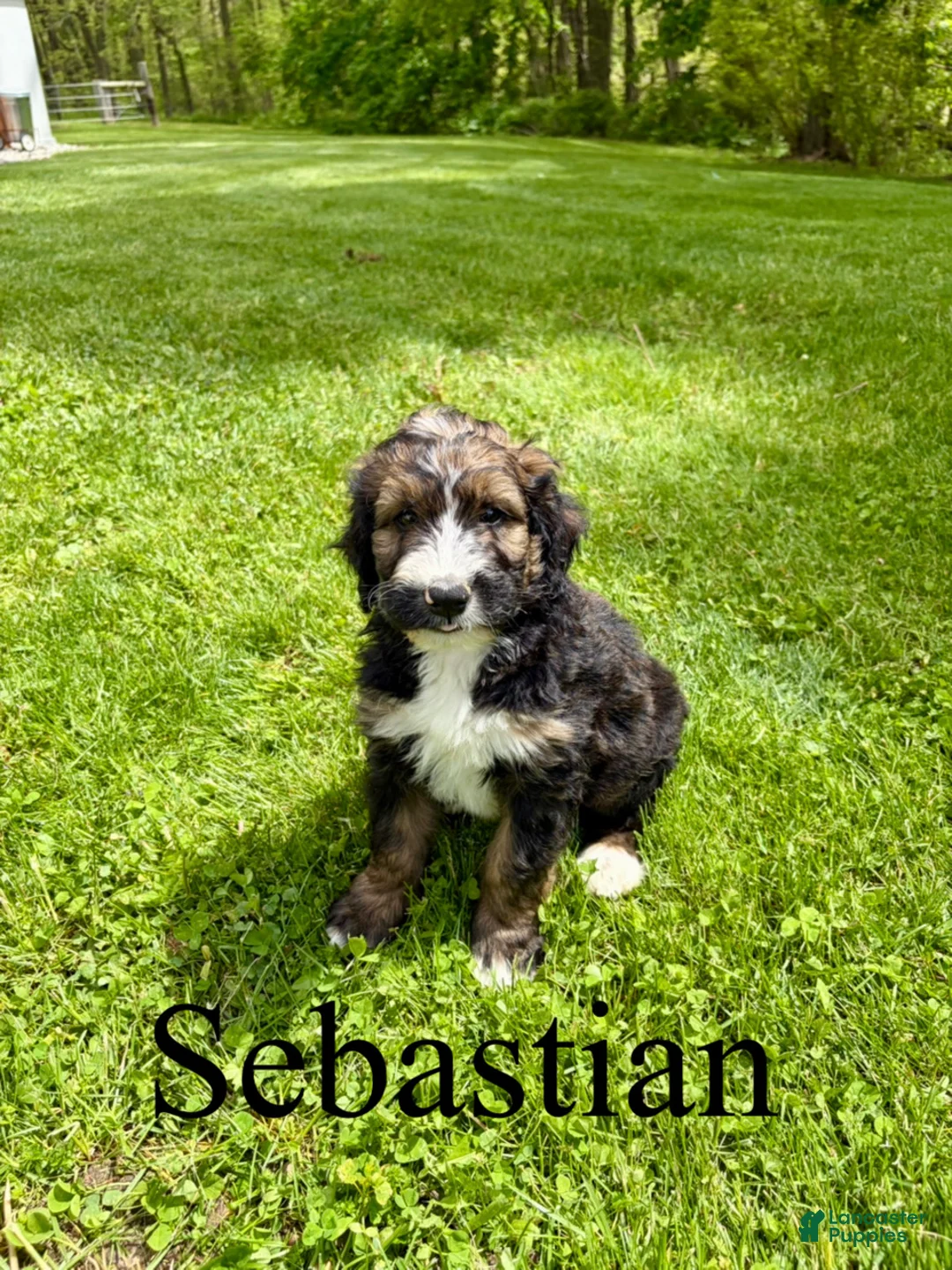 Bernedoodle dogs for sale: Sebastian- Standard F1 - Ad 1