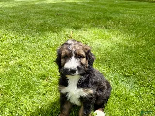 Bernedoodle dogs Sebastian- Standard F1 - Ad 28