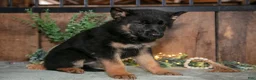 German Shepherd dogs for sale: Clara - Ad 3