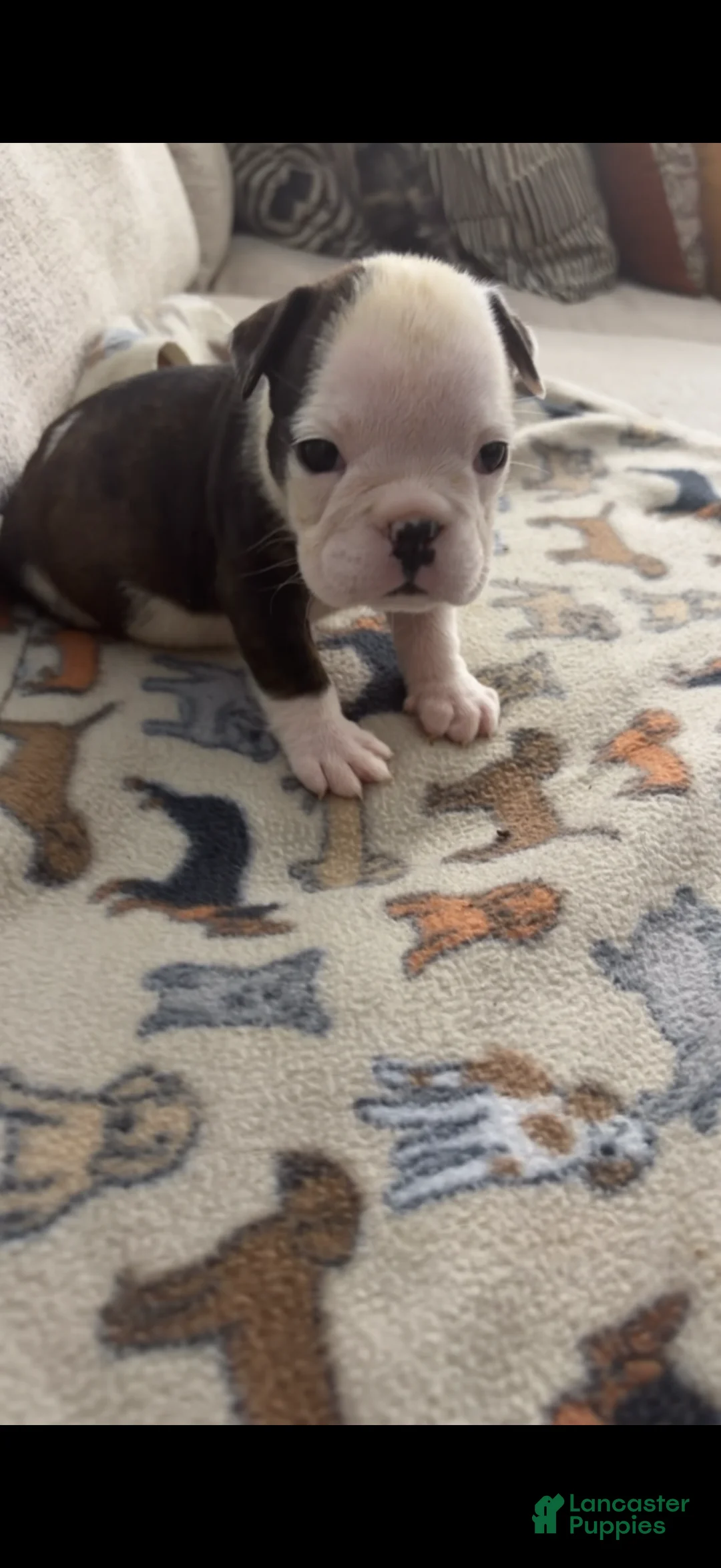 English Bulldog dogs for sale: Echo - Ad 2
