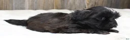 Shih Tzu dogs for sale: Lucy - Ad 4