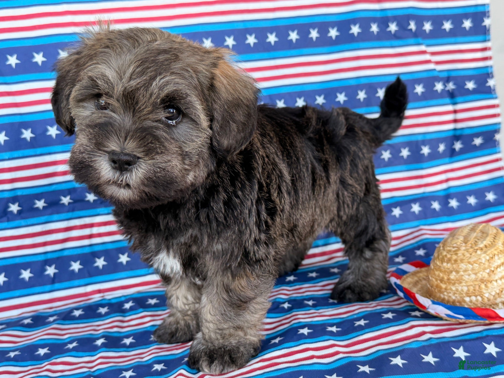 Mixed Breed dogs Jeremy  - Ad 2