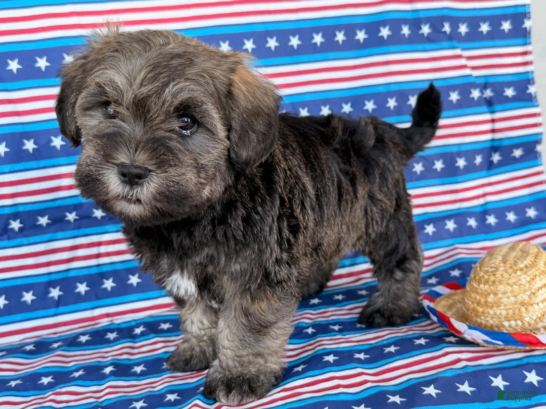 Mixed Breed dogs for sale: Jeremy  - Ad 2